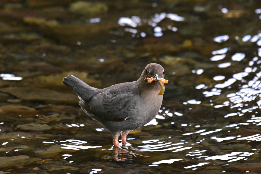 American Dipper American Dipper